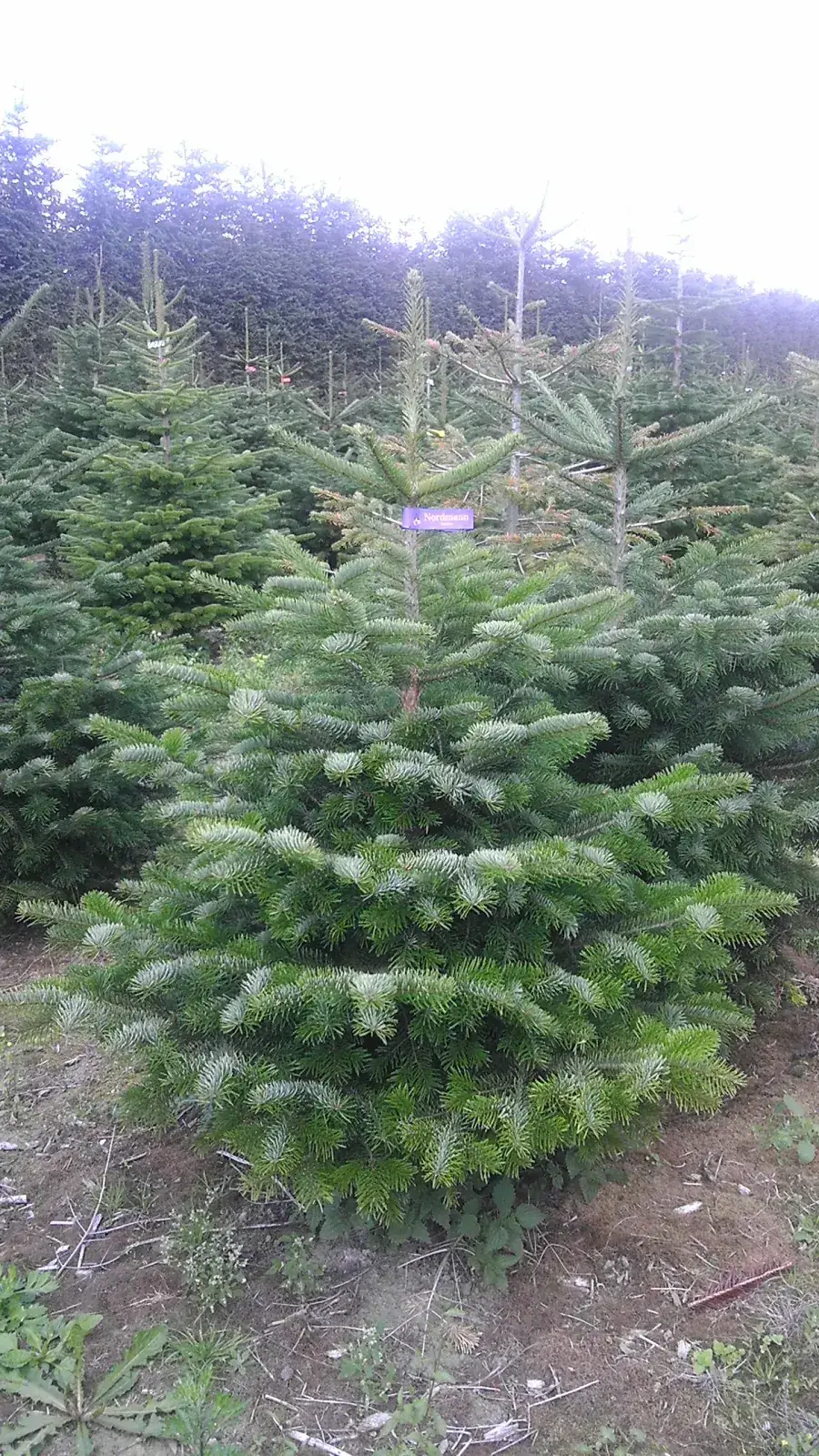 Jodła kaukaska – miękkie, ciemnozielone igły – choinki z dostawą Niepołomice