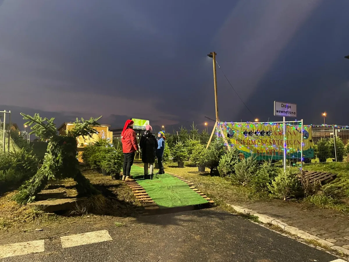 Nasze stoisko z choinkami wieczorem, w świetle lampek