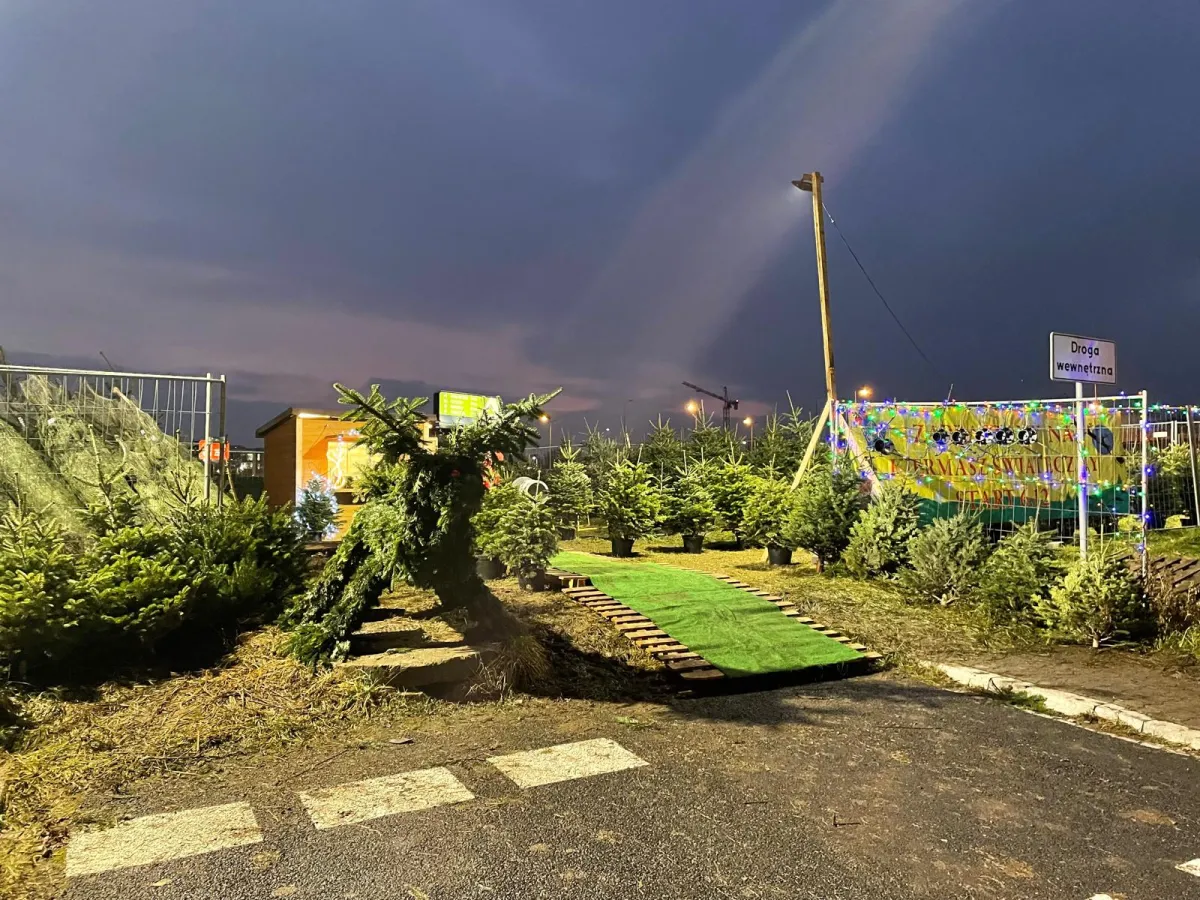 Nasze stoisko z choinkami – drzewka gotowe do zakupu